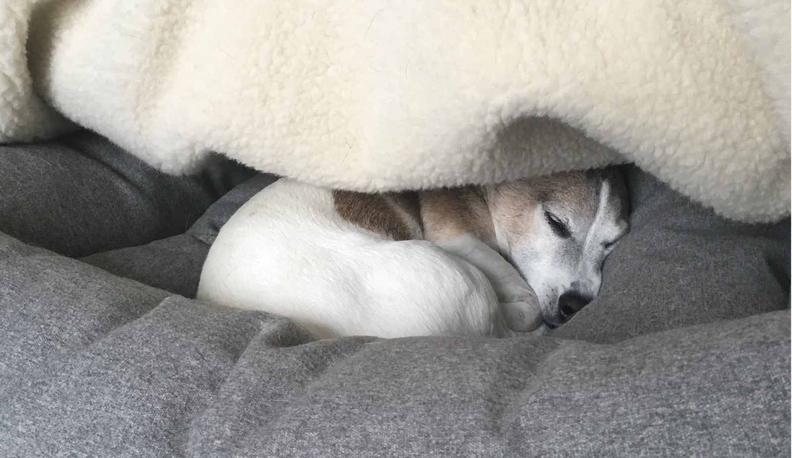 KONA CAVE® luxury cozy cave dog bed in grey flannel with senior Jack Russell Terrier