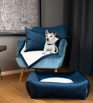 KONA CAVE® luxury pet brand. Blue Velvet washable dog bed with blue velvet chair and blue velvet pet blanket and pet pillow. Shown with senior Jack Russell Terrier. 