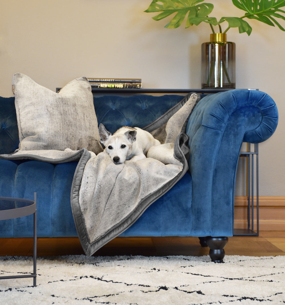 Senior JRT on a gorgeous blue velvet sofa covered with a luxury KONA CAVE® dog blanket and pillow in faux fur and graphite grey velvet.  Doggy Decor Set sold on KONA CAVE® 