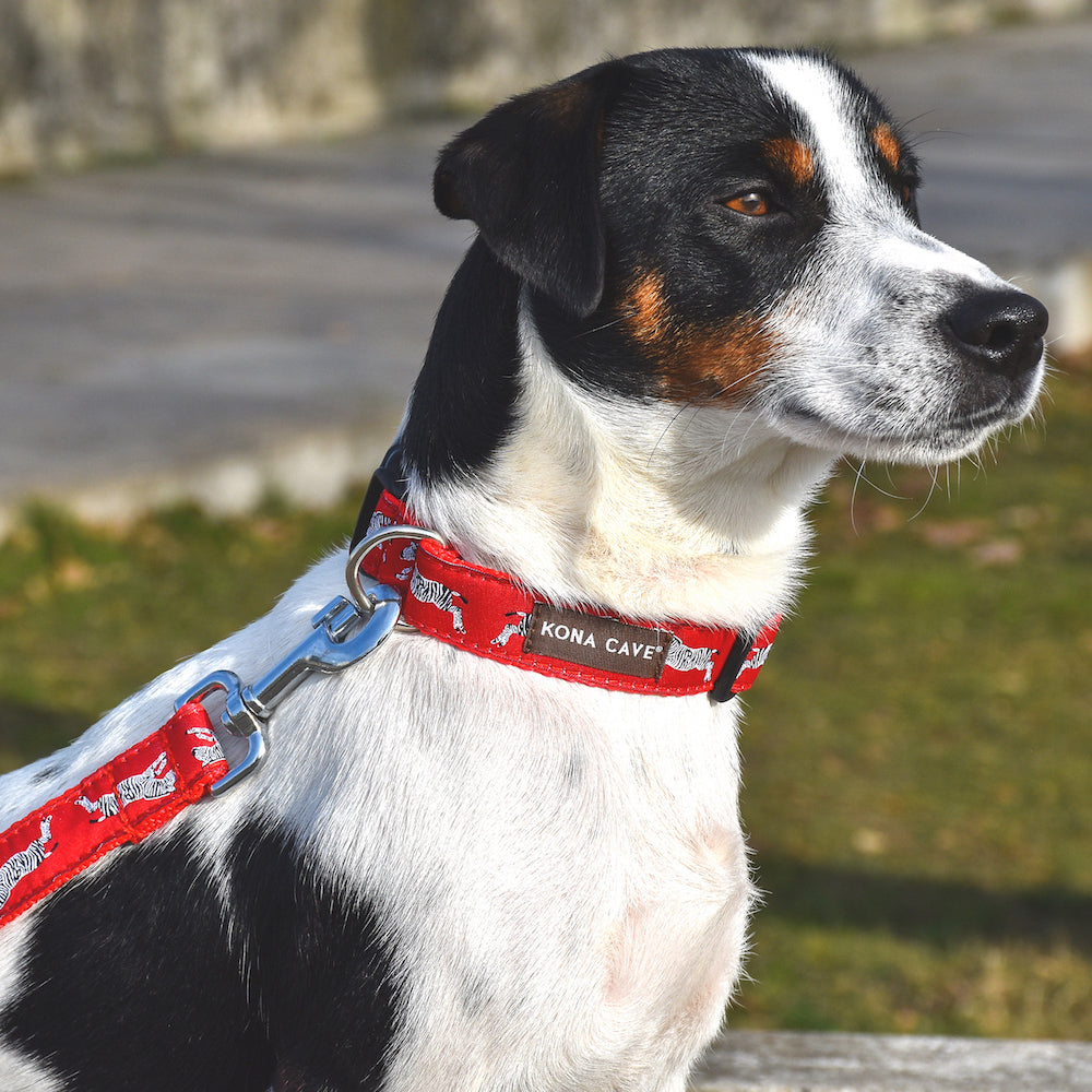 Gorgeous tri-color JRT with nylon KONA CAVE® leash and adjustable dog collar in Urban Zebra fabric. Exclusive red zebra KONA CAVE® print inspired by famous NYC Italian restaurant. 